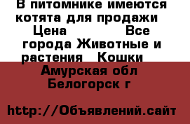 В питомнике имеются котята для продажи › Цена ­ 30 000 - Все города Животные и растения » Кошки   . Амурская обл.,Белогорск г.